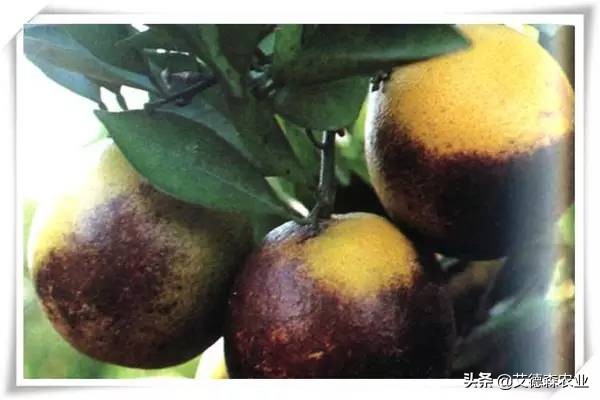 柑橘病虫害识别软件,天天学农柑橘病虫害