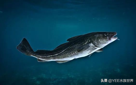 鳕鱼冷冻有科技吗,科学家研究鱼到底爱吃什么