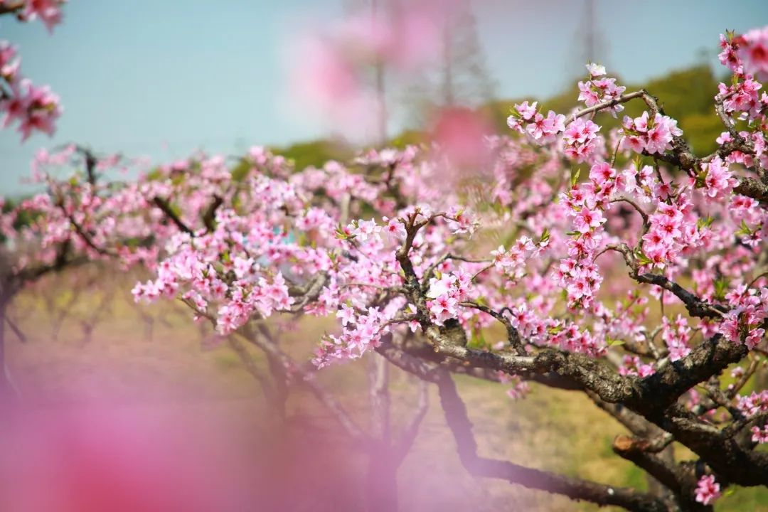 苏州赏花推荐景点有哪些,苏州赏花踏青攻略