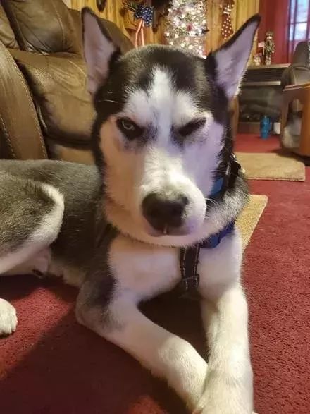 二哈碰到蜜蜂视频,被蜜蜂叮到二哈