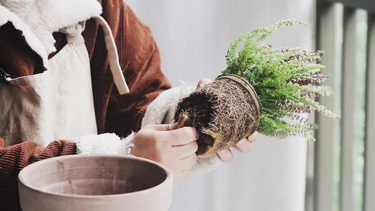 挪威石楠花,挪威国花帚石楠