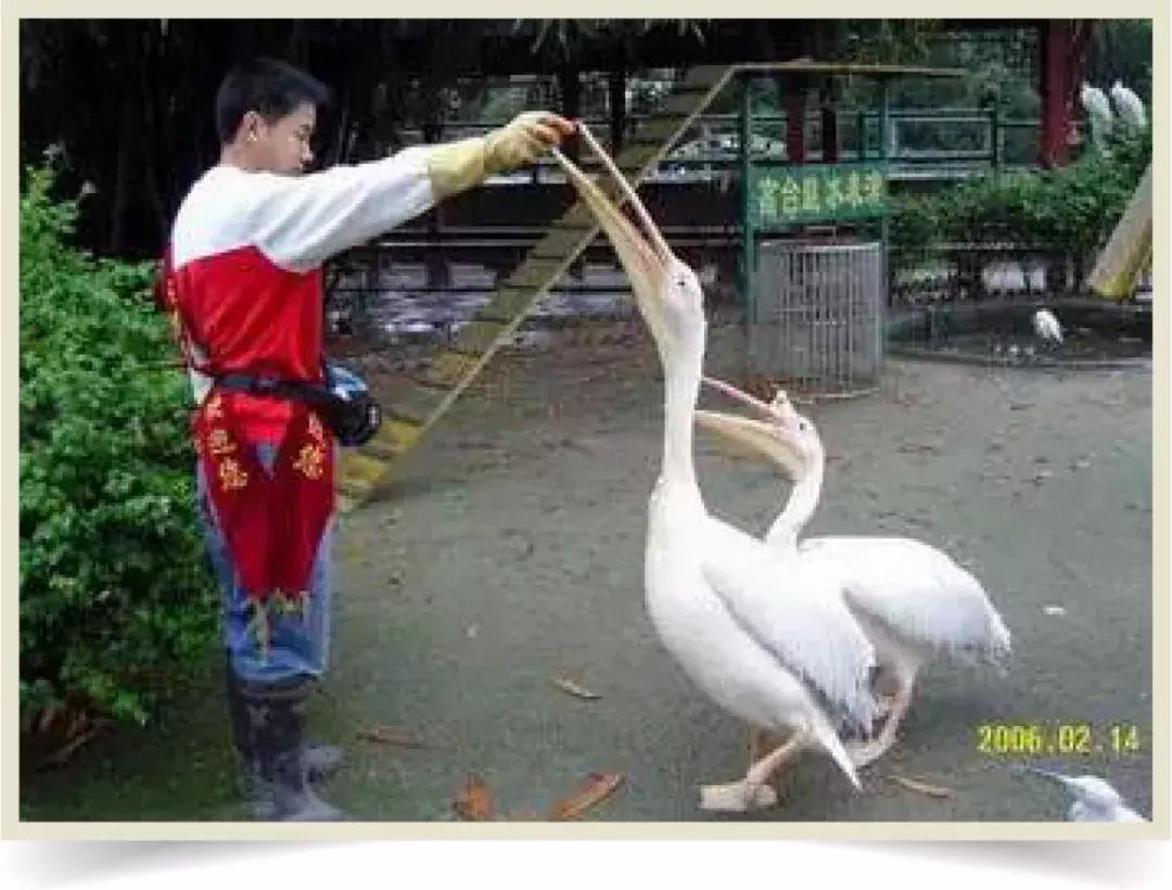 鸟界广东人，没什么是它不敢吃的……