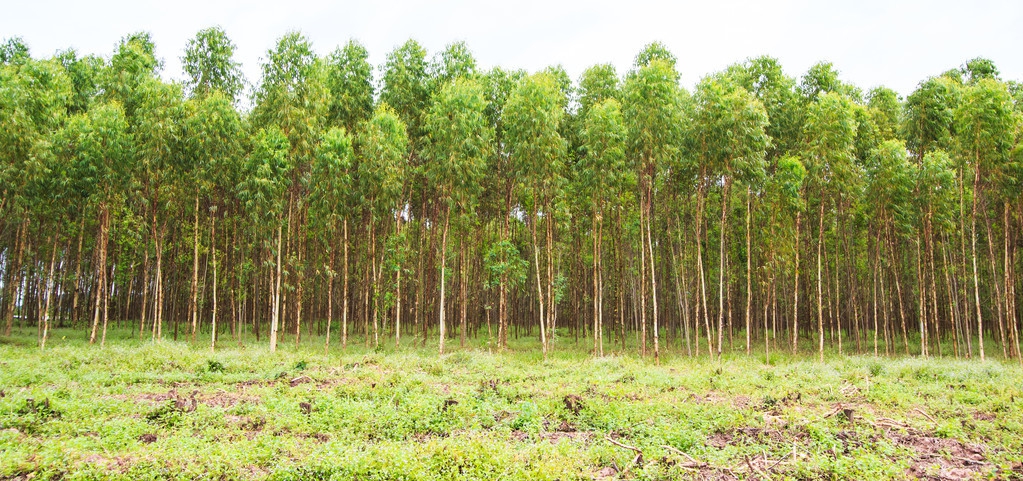 关于种植桉树的政策,科学造林的意见