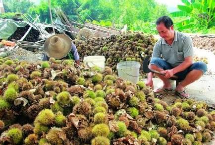 綦振森本是个清洁工，却转行卖起了糖炒栗子，销售额突破四千万