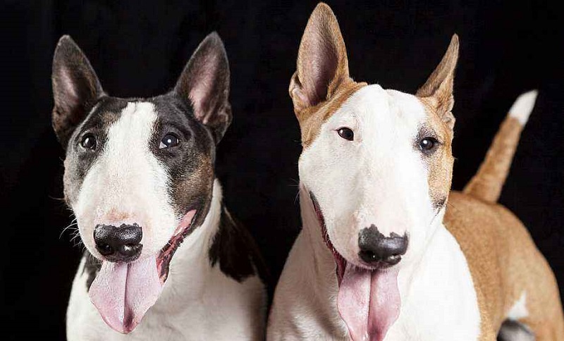 长相俊美的牛头梗,怪异牛头梗