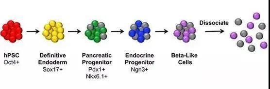 干细胞治疗糖尿病颠覆性技术,干细胞研究治疗糖尿病的最新消息