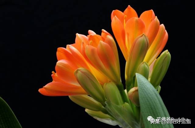 你见过如此珍贵的兰花吗,带你了解兰花