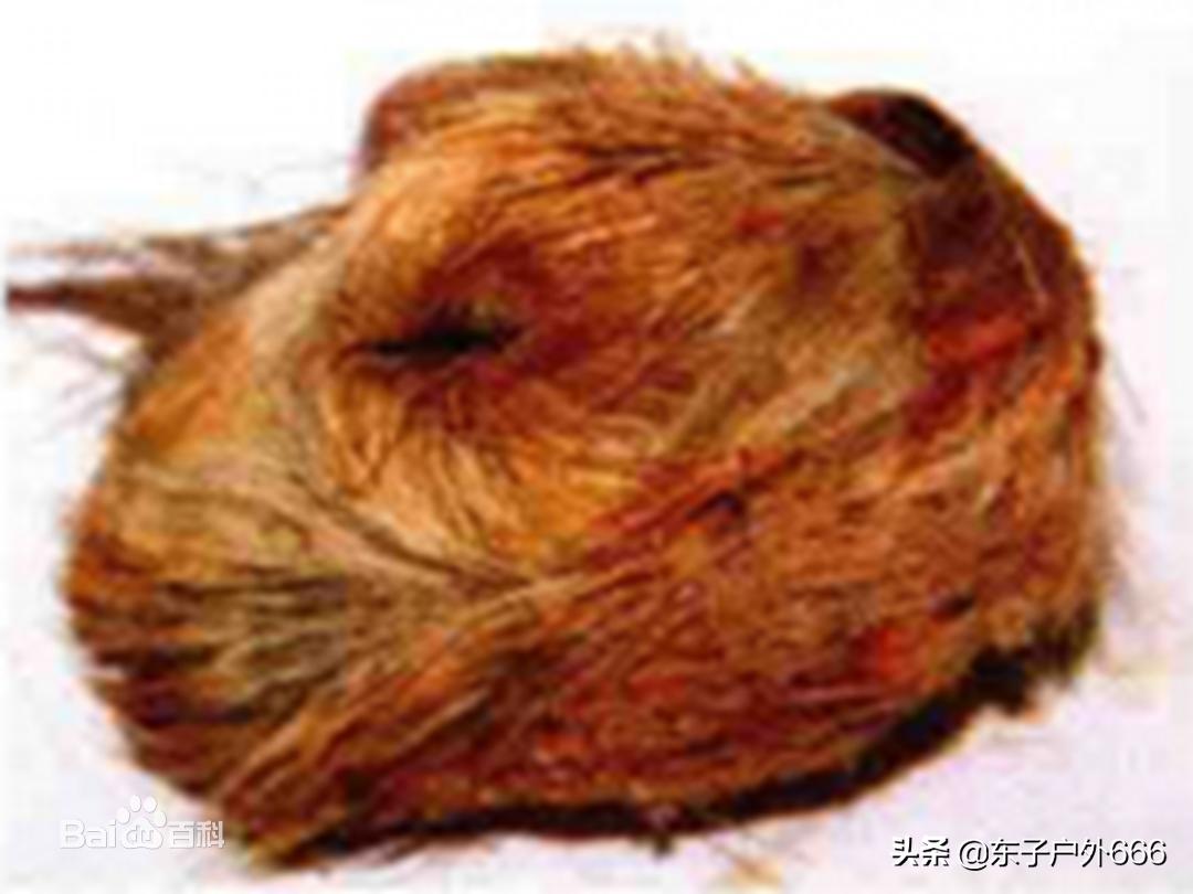 麝香钓鱼怎么搭配,冬季钓鲫鱼麝香好还是果香好