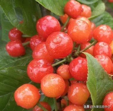 国内好吃的热带水果有哪些,小众水果推荐