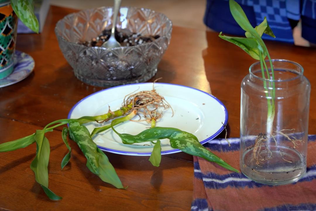 金盆洗手吧，植物杀手们