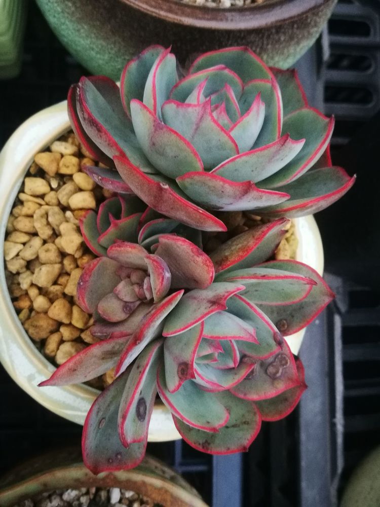 误打误撞的多肉情缘,带我走进多肉小世界!