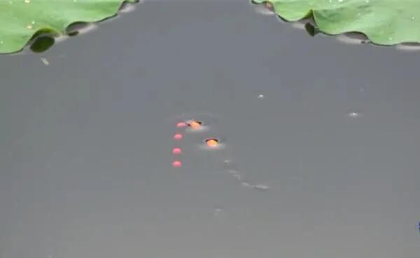 激流钓鳜鱼手法视频,传统钓流水钓法