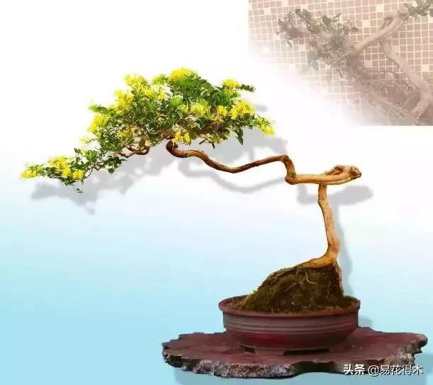 金银花黄叶子有黑斑是怎么回事,金银花现在发黄是啥原因