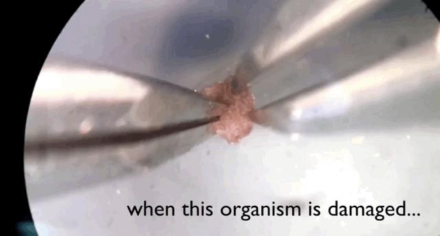 全球首个活体机器人怎么编程,最新人工智能机器人问世