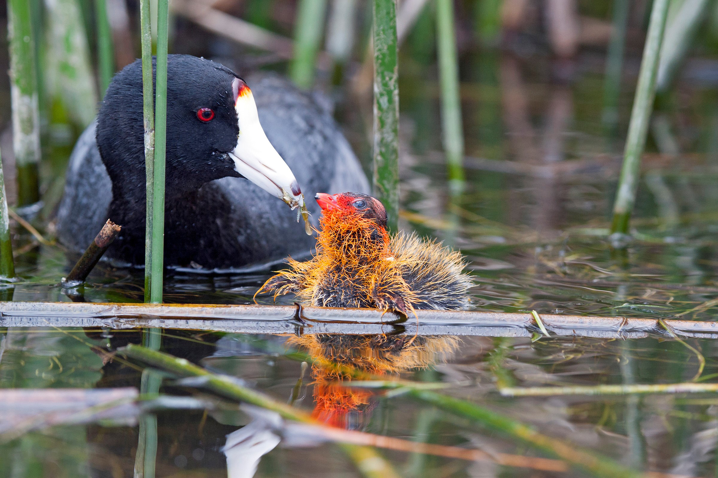 白骨顶鸡夜晚习性,白骨顶鸡几级保护
