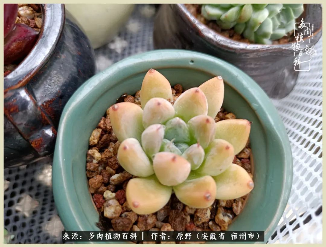 梅雨袭，酷暑至，多肉进入历劫季