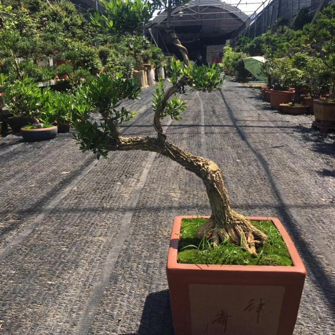 黄杨盆景什么品种好,好黄杨盆景多少钱