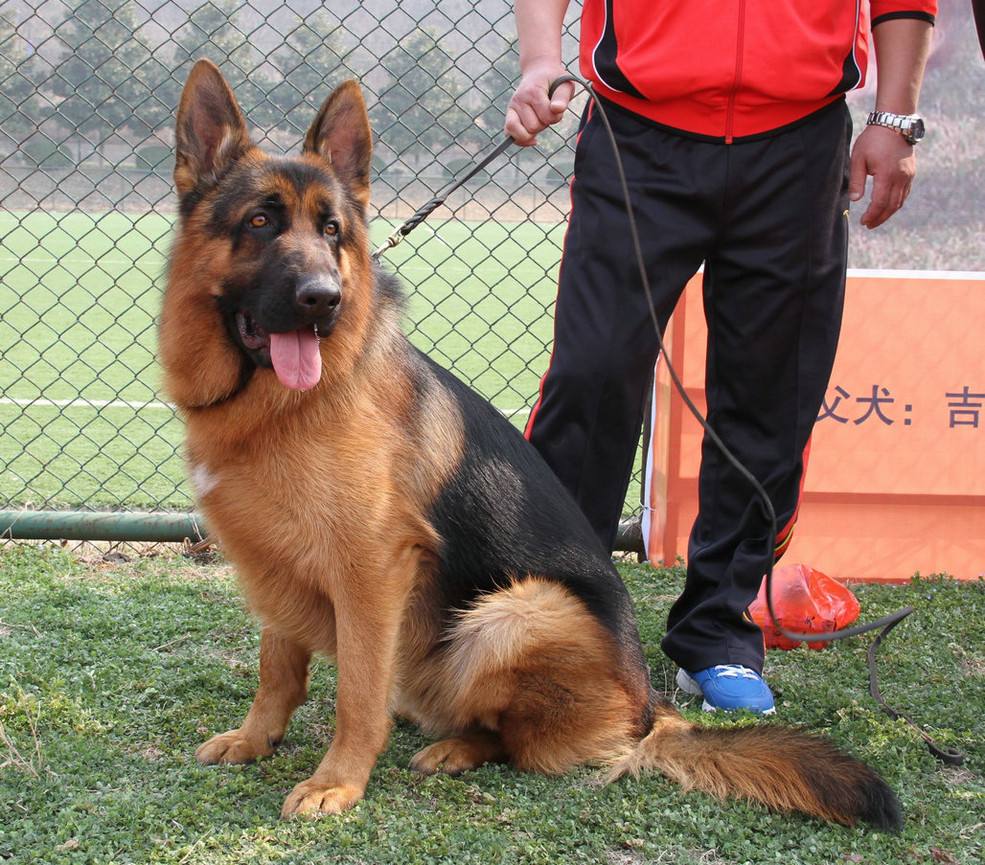 马犬牧羊犬差距有点大,马犬与德牧哪个凶