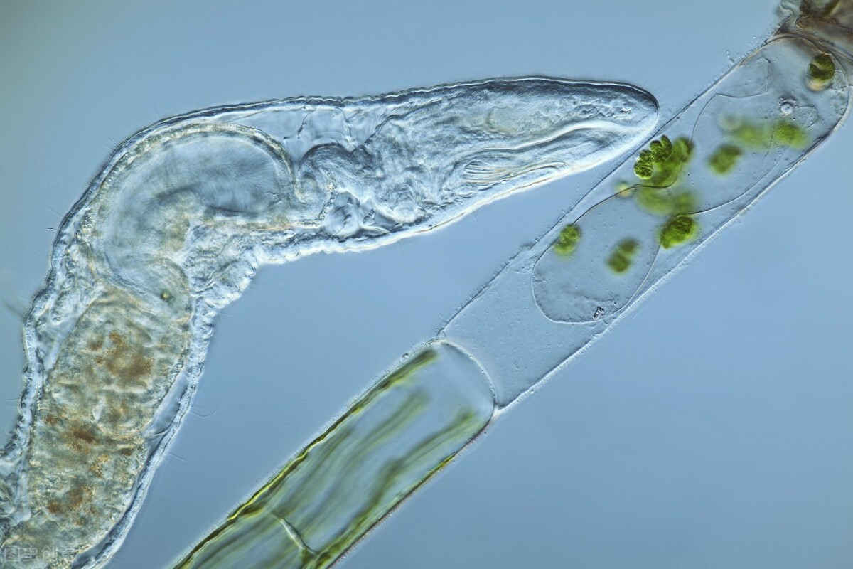 狗流鼻涕有眼屎没有食欲没精神,狗没有食欲精神不振还呕吐