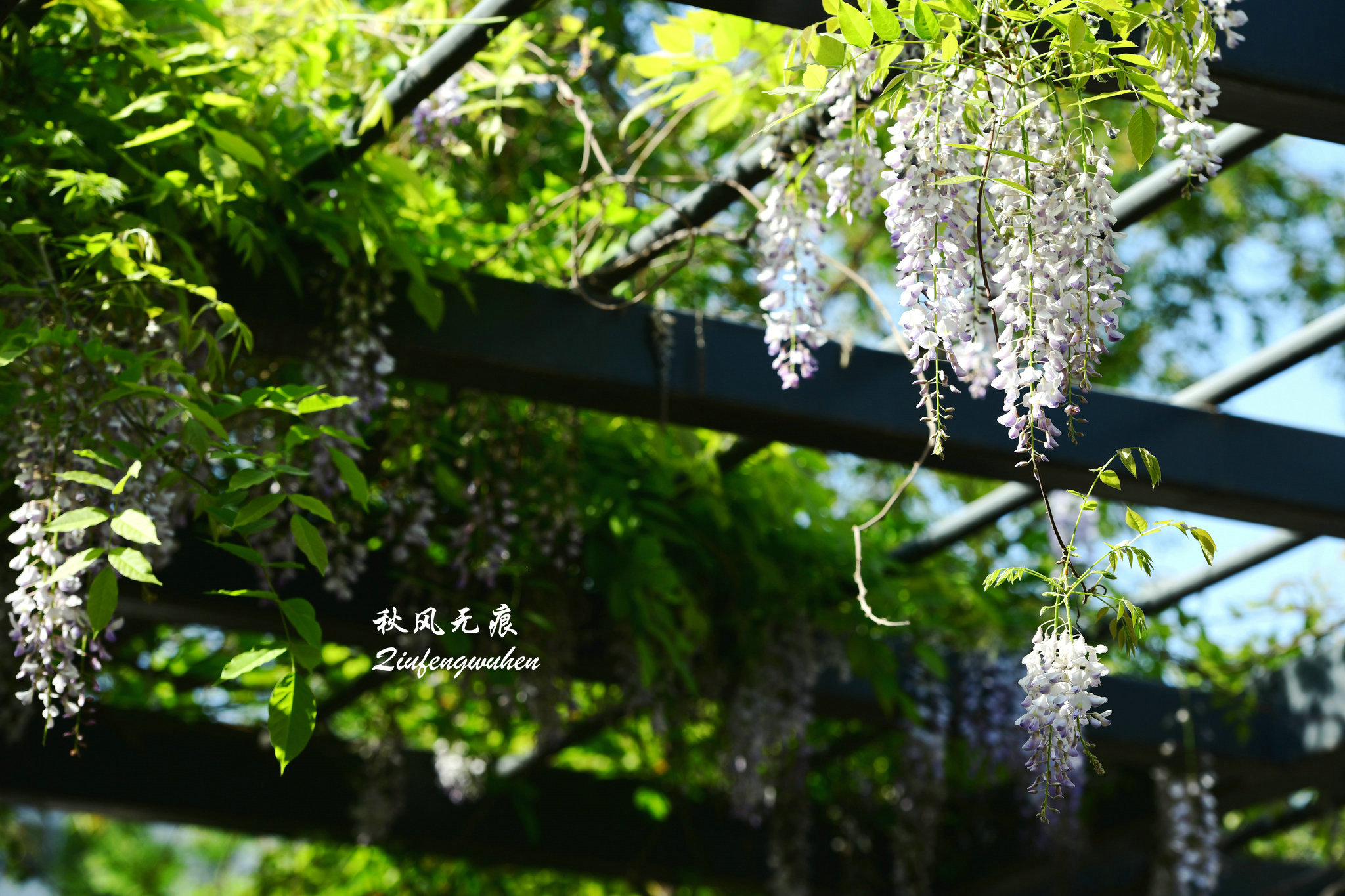 四月的春风西安,四月春风里的樱花