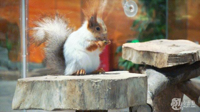 儿童玩的遛娃好去处,有动物的溜娃好去处