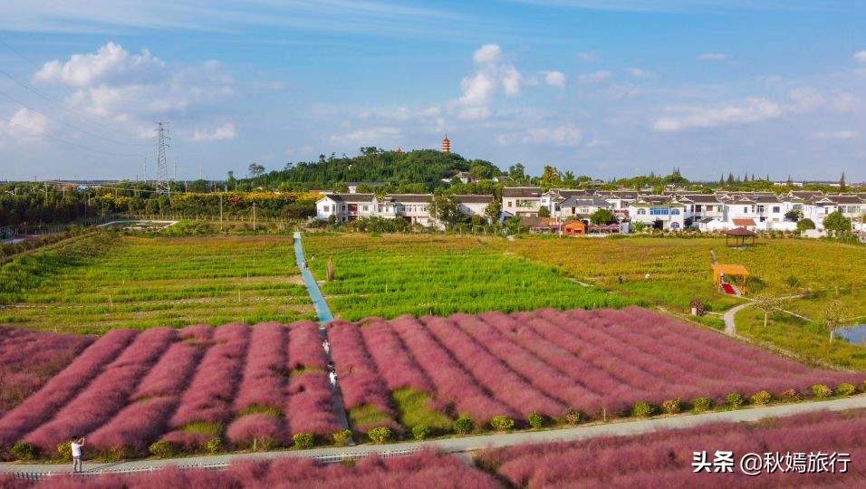 常熟粉黛花海景点,常熟市油菜花田