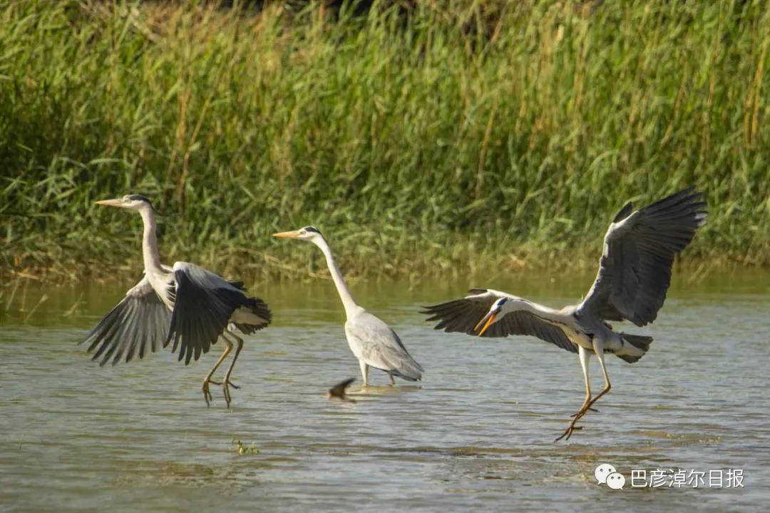 磴口南湖的苍鹭“斗舞”了，大家快来看