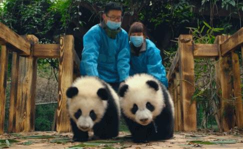 国内可以看熊猫吗,看熊猫要到哪里看