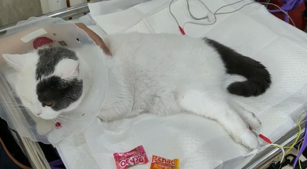 中兽医针灸疗法,中兽医验方与妙用精编