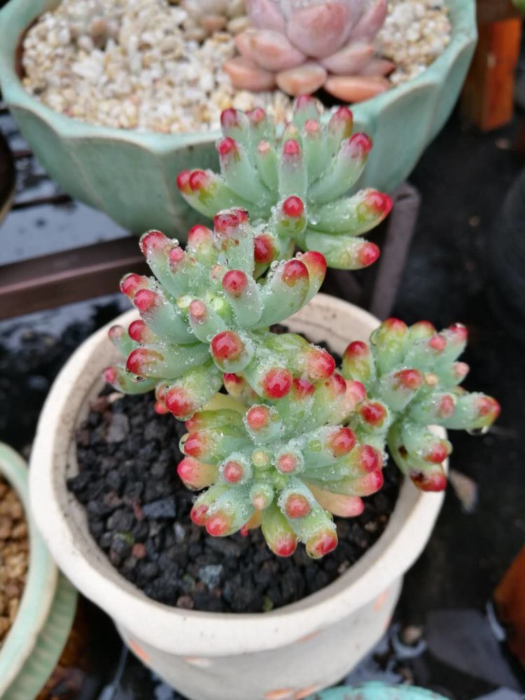 误打误撞的多肉情缘,带我走进多肉小世界!