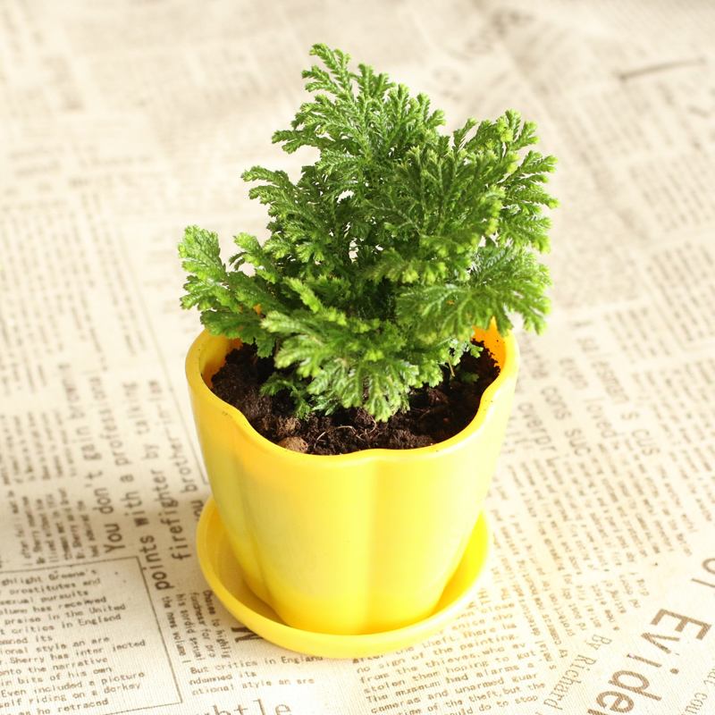 二叔啥花都不养，就喜欢卷柏，记住7条养护原则，你家也长得好！