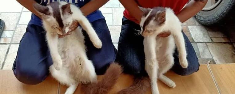 全球罕见足球猫冲上热搜,网友:指定染色!结果......哈哈哈哈