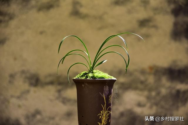 夏天兰花浇水得茎腐病,多菌灵治水仙烂根吗