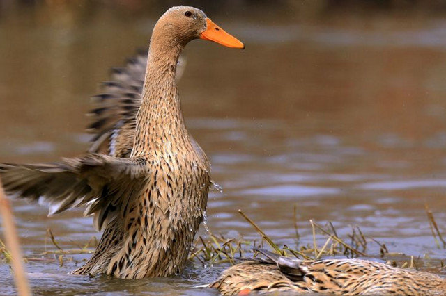 鸭子常见病,鸭子常见病防治方法