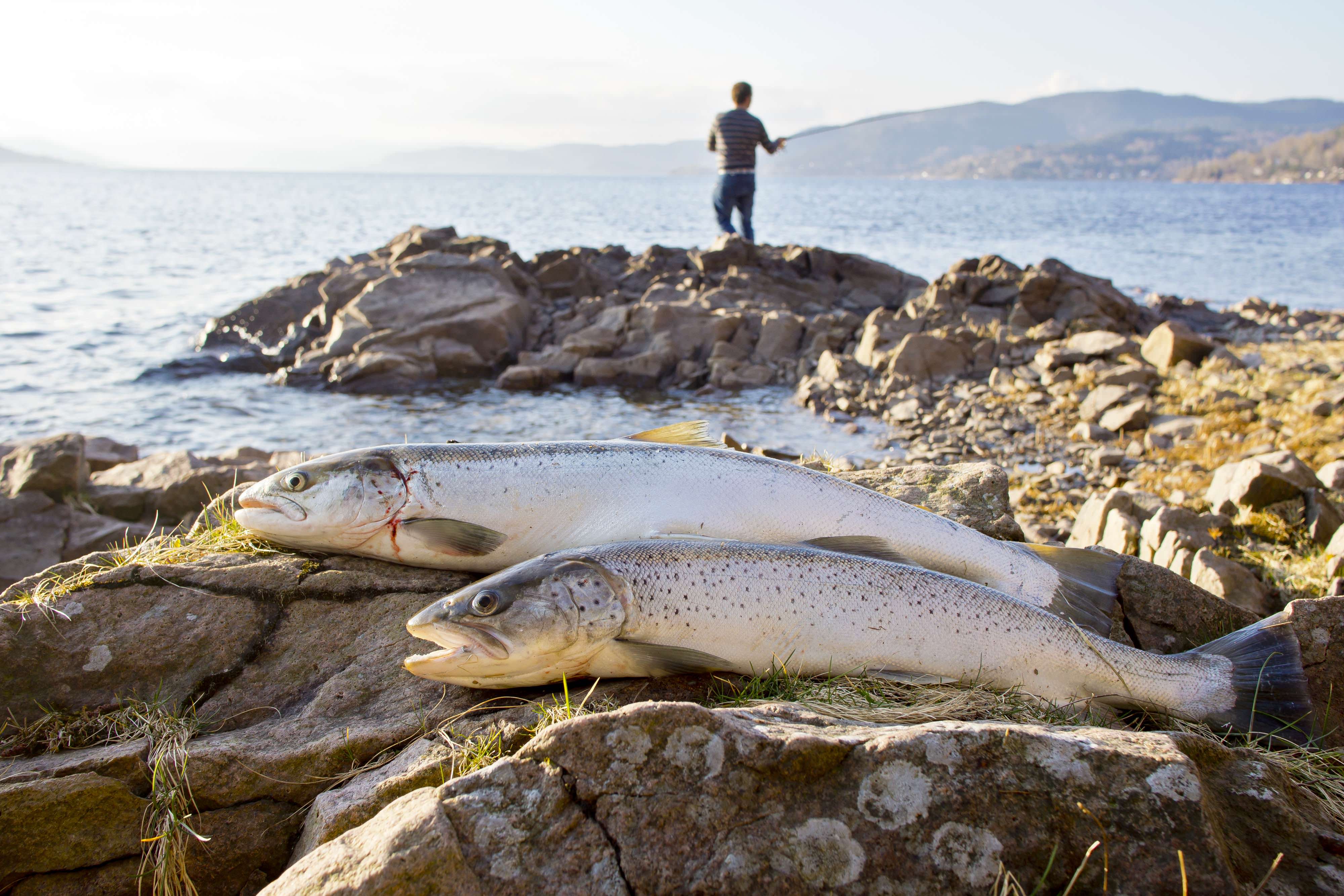 挪威的三文鱼价格,三文鱼在挪威是不是很便宜
