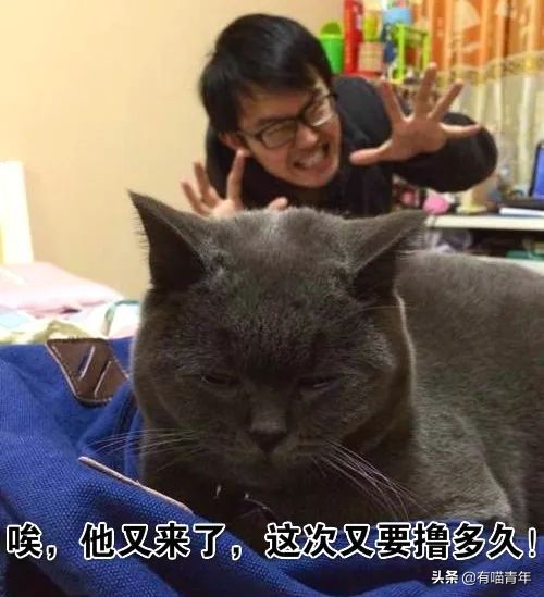 英国短蓝猫好养吗,千万别养蓝猫