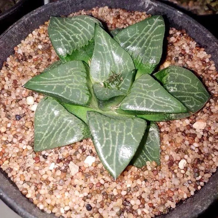 怎么可以治花草虫害,专治花卉虫害的方法