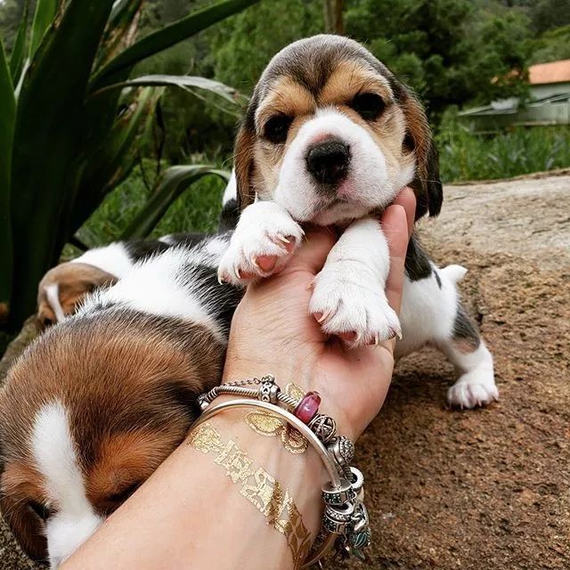 超级可爱呆萌的小奶狗,全种类小奶狗超萌合集