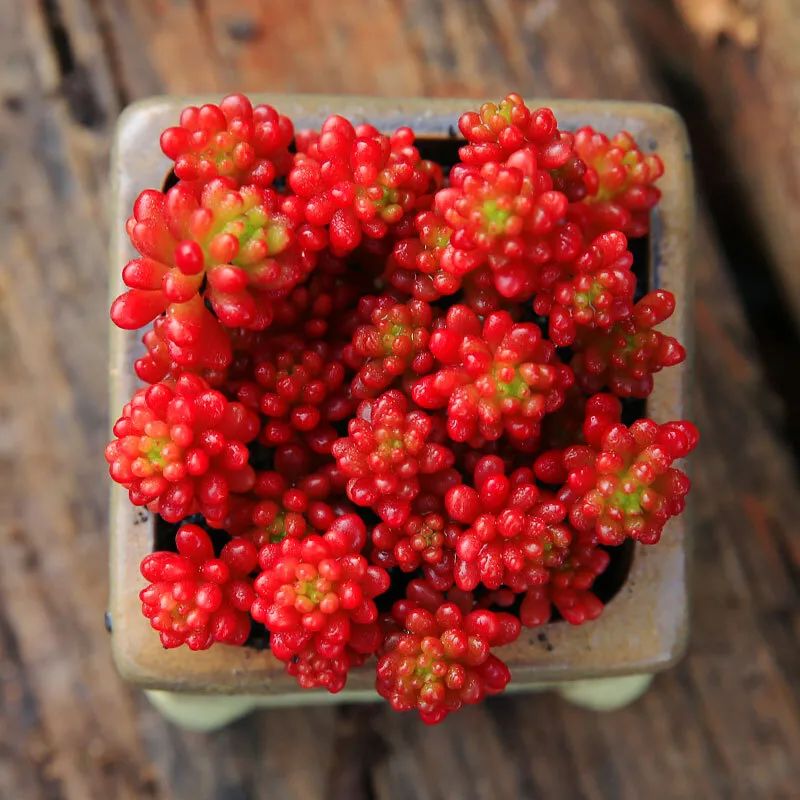 颗颗饱满的果实,颗颗饱满黄金果