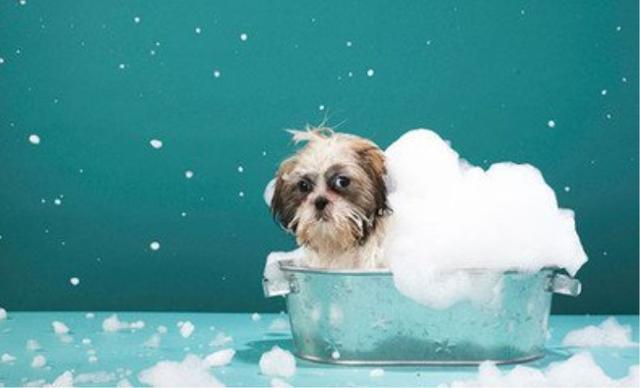 新手养狗一定要知道的6件事,新手养狗一定要知道的几件事