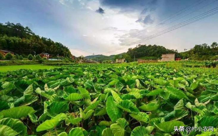 农村种植致富的20个项目排行榜,大学生返乡创业种植大棚蔬菜三年