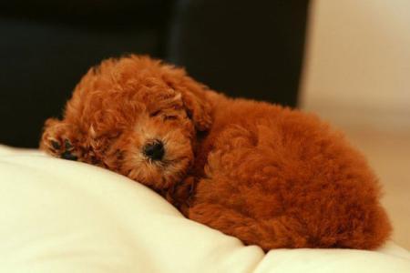 狗狗泪痕严重喂什么狗粮,狗狗泪痕用什么擦最干净