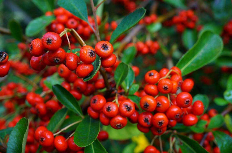 火棘挂果怎么养护,火棘盆栽夏季怎么养护和管理