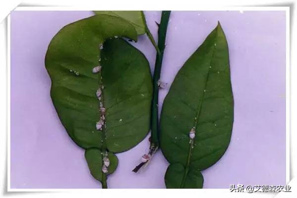 柑橘病虫害识别软件,天天学农柑橘病虫害