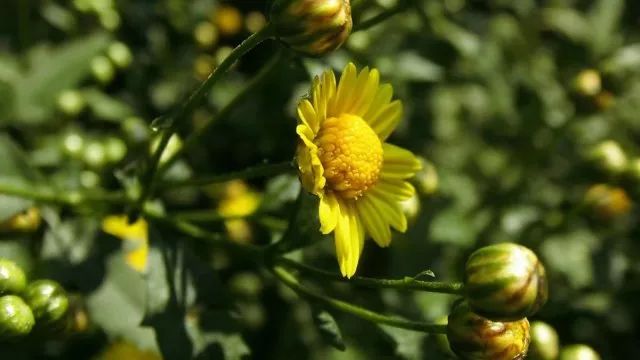 草木人间*我说的小*菊黄**，是好吃的菊花脑