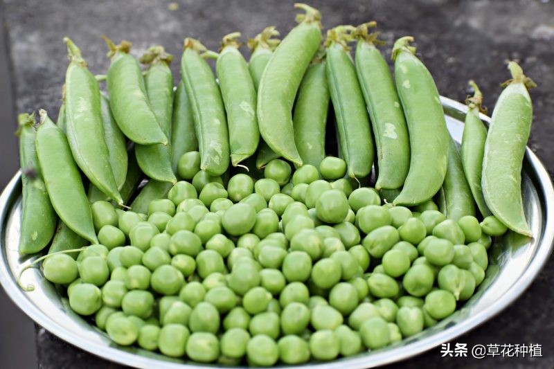 豌豆生长对氮磷钾的要求,野豌豆能对土壤起到固氮作用吗