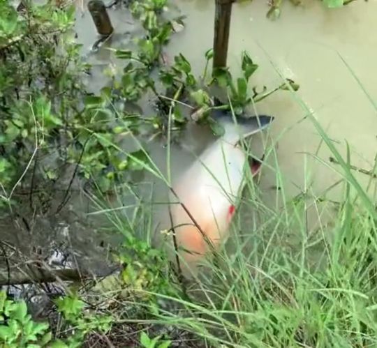 淡水白鲳是亚马逊食人鱼吗,广东男子在池塘发现大量毒鱼出没