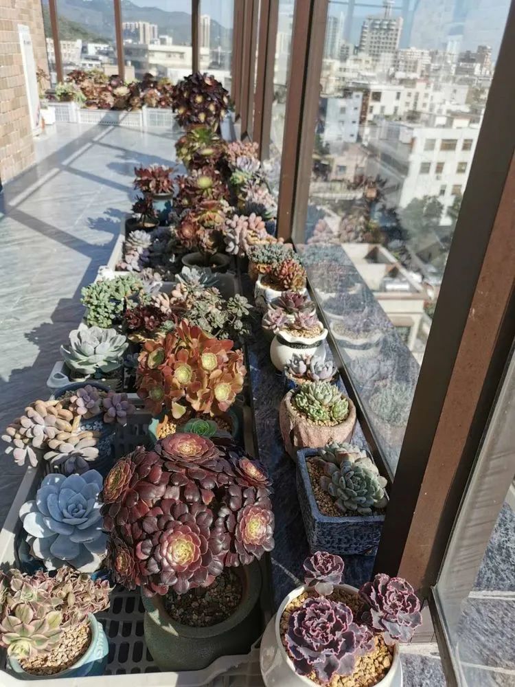 适合从小养到大的多肉,由小到大由浅入深