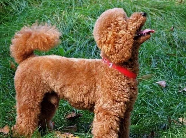 一个半月的泰迪狗狗还可以断尾吗,泰迪断尾和贵宾断尾