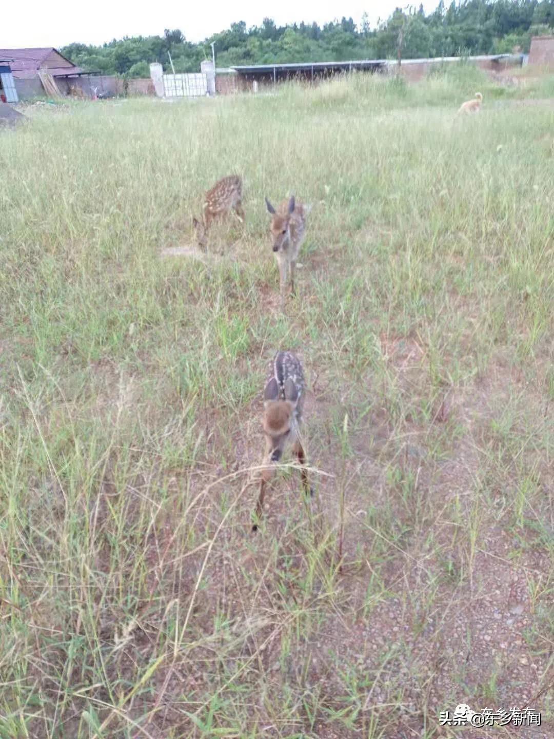 江西抚州有养殖梅花鹿的吗,东乡养鹿